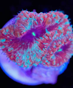 Blastomussa Frag (Row #57:B)