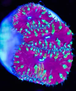 Yellow Rim Red Blastomussa Frag (Row #61)