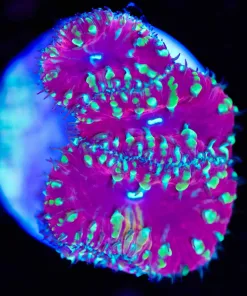 Yellow Rim Red Blastomussa Frag  (Row #61) **