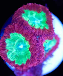 Cherry Pop Blastomussa Coral Frag (Row #51:B)