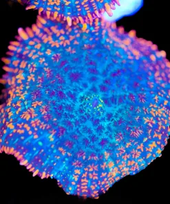 Pacific Rim Mushroom Frag (Row #88:B)