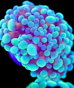 Irish Gold Hammer Coral Frag (Row #79)