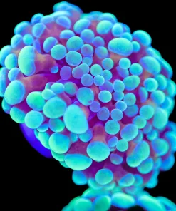 Irish Gold Hammer Coral Frag (Row #79)