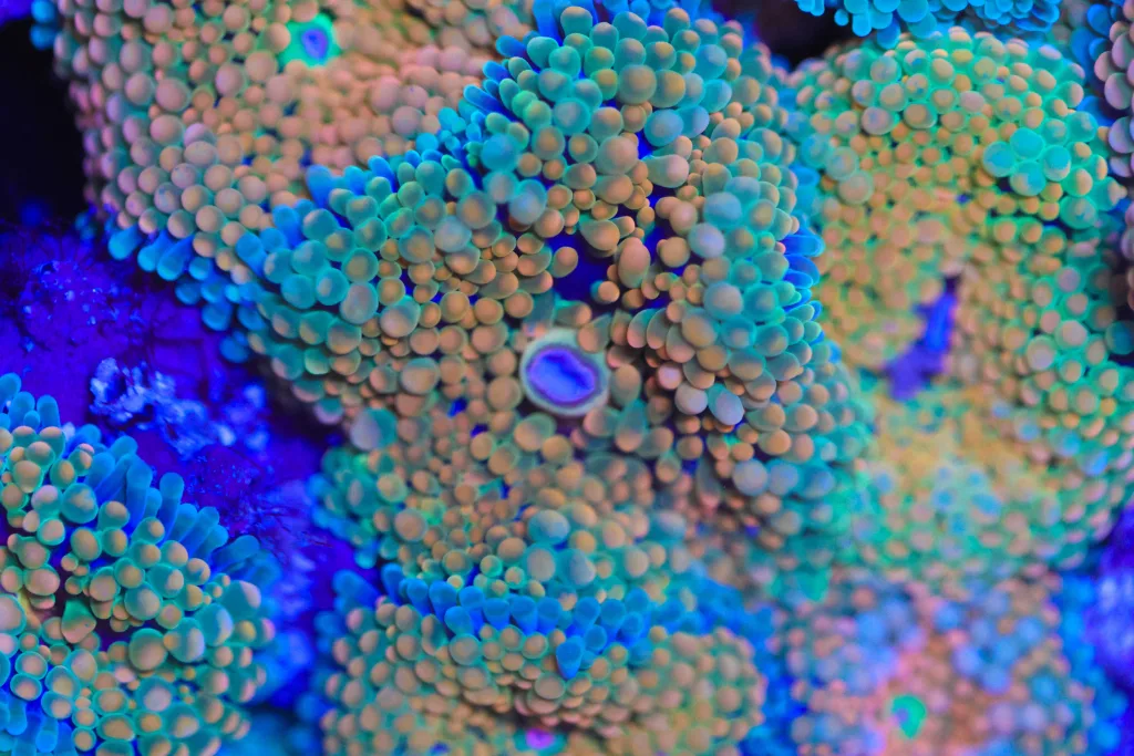 Frag Box Corals