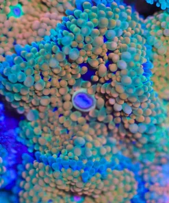 Orange Florida Ricordea