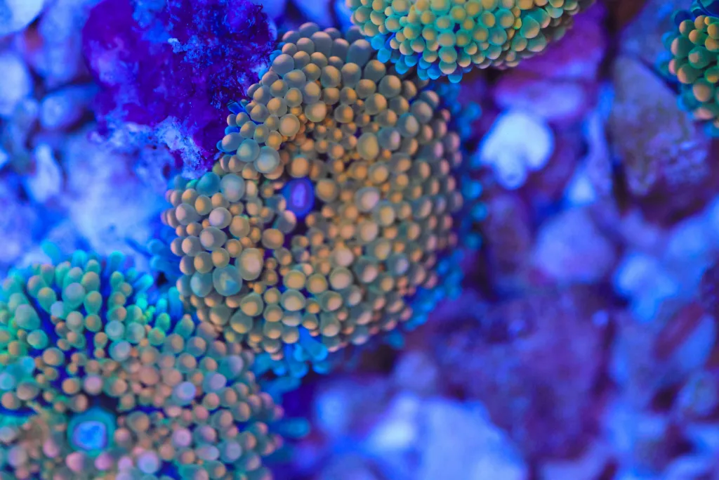 Frag Box Corals