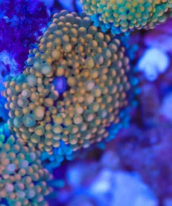 Tiny Orange Florida Ricordea