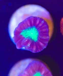 Small Purple Trumpet Coral  Frag (Row #4:B) **
