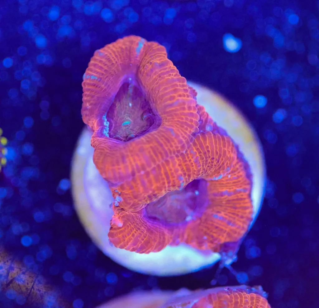 Frag Box Corals