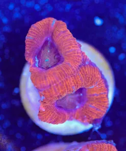 Small Aussie Acan Frag (Row #15:B) **