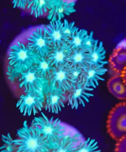 Lime Light Gonipora Frag (Row #2:C) **