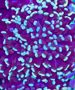 Purple Dipped Gold Hammer Coral Frag (Row #81)