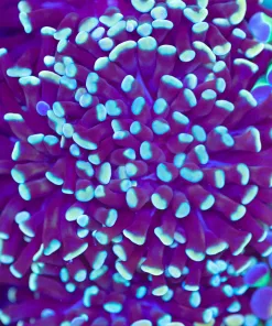 Purple Dipped Gold Hammer Coral Frag (Row #81)