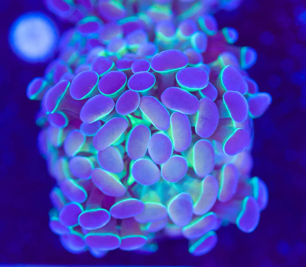 Frag Box Corals