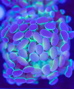 Acid Trip Hammer Coral Frag (Row #77:B)