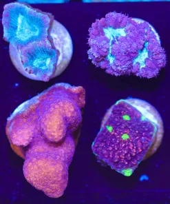 Wysiwyg 8 Piece LPS Coral Frag Pack (FP3) - see details for species list