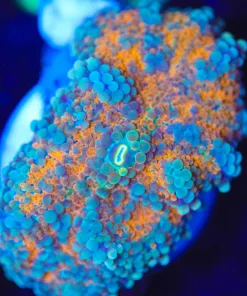 Wysiwyg Yuma Coral [F33]