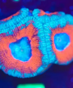 Wysiwyg Superman Acan Frag [F7]