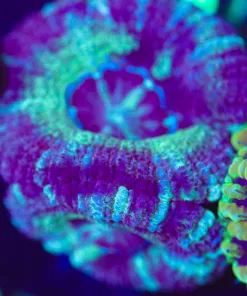 Wysiwyg Marbled Acan Frag [F19]