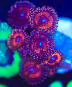 Wysiwyg Lava Zoanthid  Farg  [F13]