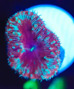 Wysiwyg Snow Rim Blastomussa Frag [F14]