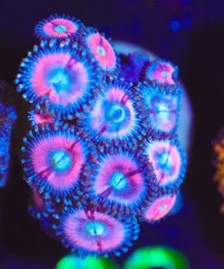 Wysiwyg Cotton Candy Zoanthid Frag [F23]
