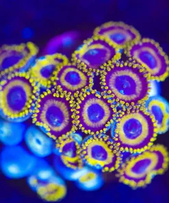 Wysiwyg Large LA Lakers Zoanthid Frag [F26]