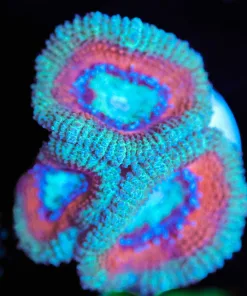 Wysiwyg Acan Frag [F27]