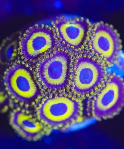 Wysiwyg La Lakers Zoanthid Coral [F37]