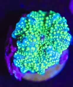 Wysiwyg Yellow / Green Interstellar Mushroom Frag [F41]