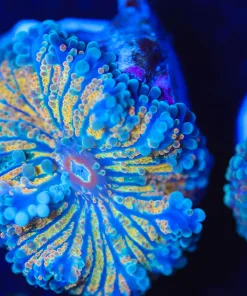 Wysiwyg Yuma Coral [F34]