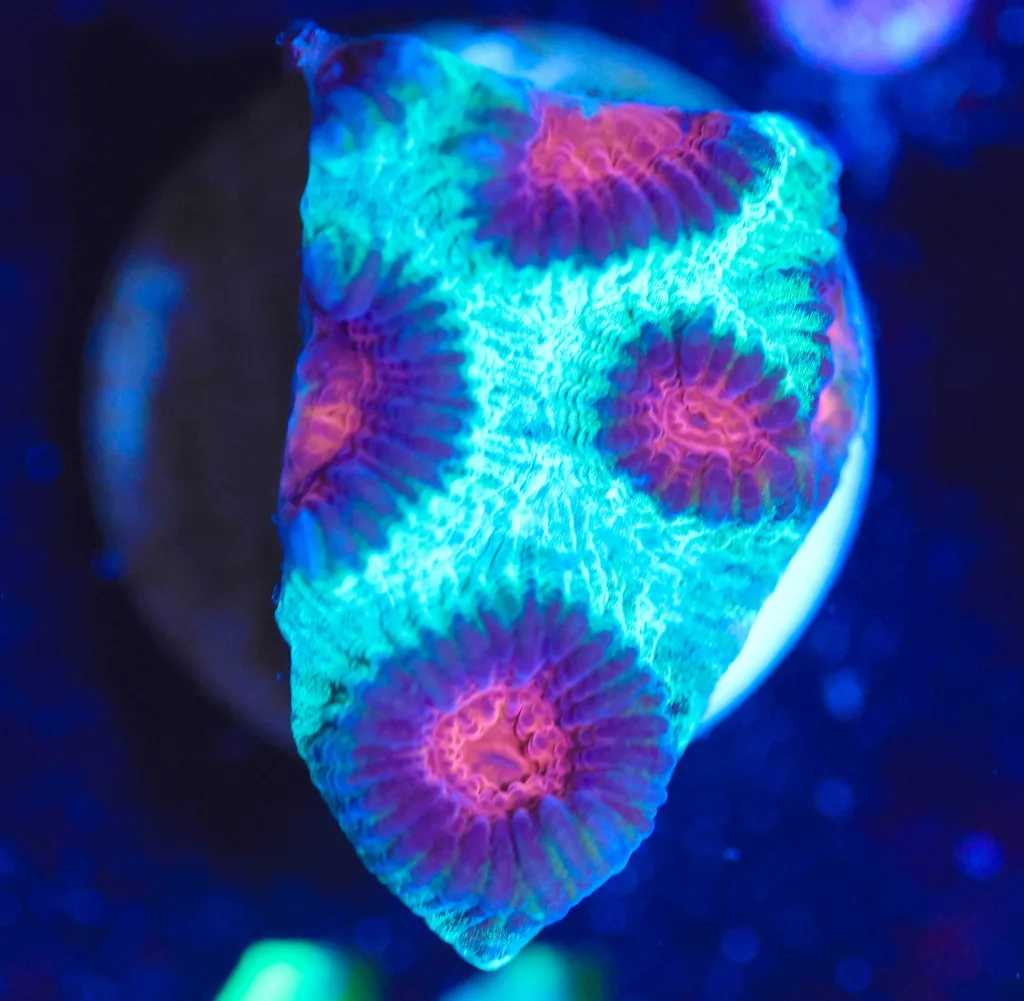 Frag Box Corals