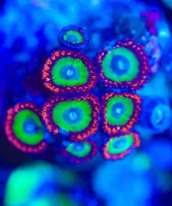 Wysiwyg Small Candy Apple Red Zoanthid Frag [F68]