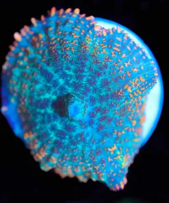 Wysiwyg Orange Mushroom Coral Frag [F43]