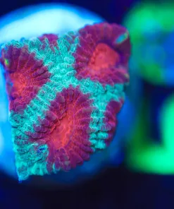 Wysiwyg Small Favia Frag [F50]