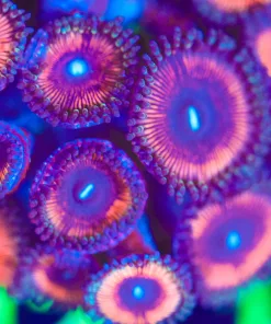 Wysiwyg Bubble Gum Zoanthid Frag [F142] *Free shipping! Min $249 livestock spend*