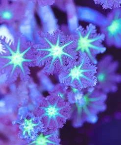 Long Stem Clove Polyp Coral Frag (Row #22)