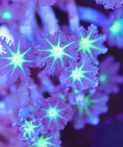 Long Stem Clove Polyp Coral Frag (Row #22)