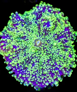 The Hulk Yuma Coral (Row #86:B)