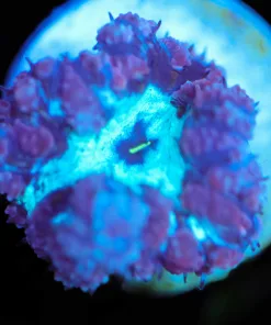 Wysiwyg Blue Mouth Blastomussa Frag [F56] *Free shipping! Minimum $249 livestock spend*