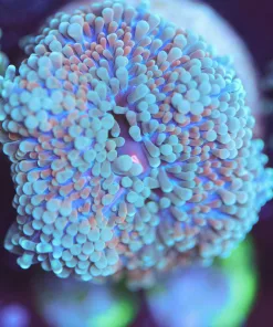 Wysiwyg Ricordea Mushroom Frag [F60]