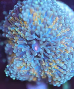 Wysiwyg Ricordea Mushroom Frag [F61]