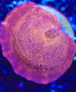 Small Iron Man Discosoma Mushroom Coral Frag (Row #35)