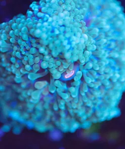 Wysiwyg Florida Ricordea Frag [F62]