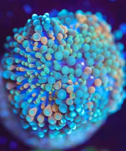 Wysiwyg Florida Ricordea Frag [F63]