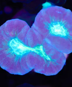 Austrlian Trumpet Coral Frag (Row #27:B)