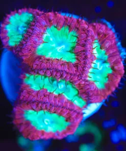 Wysiwyg 5 Headed Blastomussa Frag [F83]