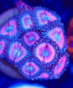 Cotton Candy Zoanthid Frag (Row #17:B)