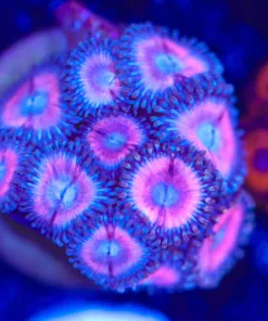 Cotton Candy Zoanthid Frag (Row #17:B)
