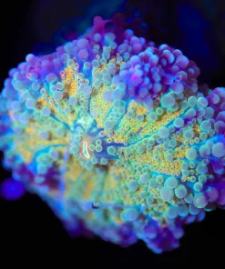 Wysiwyg Ricordea Yuma Coral Frag [F87]